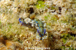 Gold-crowned Sea Godess taken at Front Porch Dive Site in... by Mark Hoevenaars 